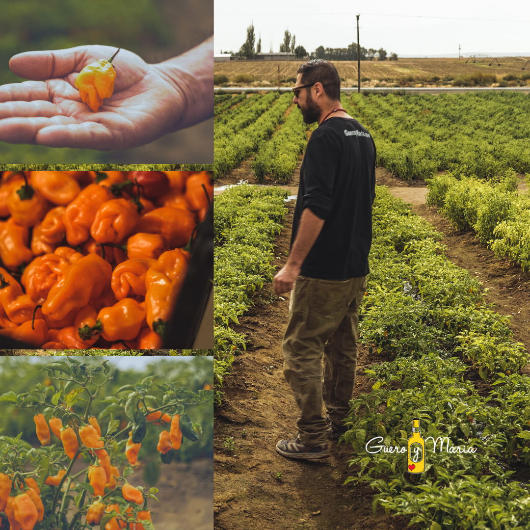 Güero y Maria and habanero peppers