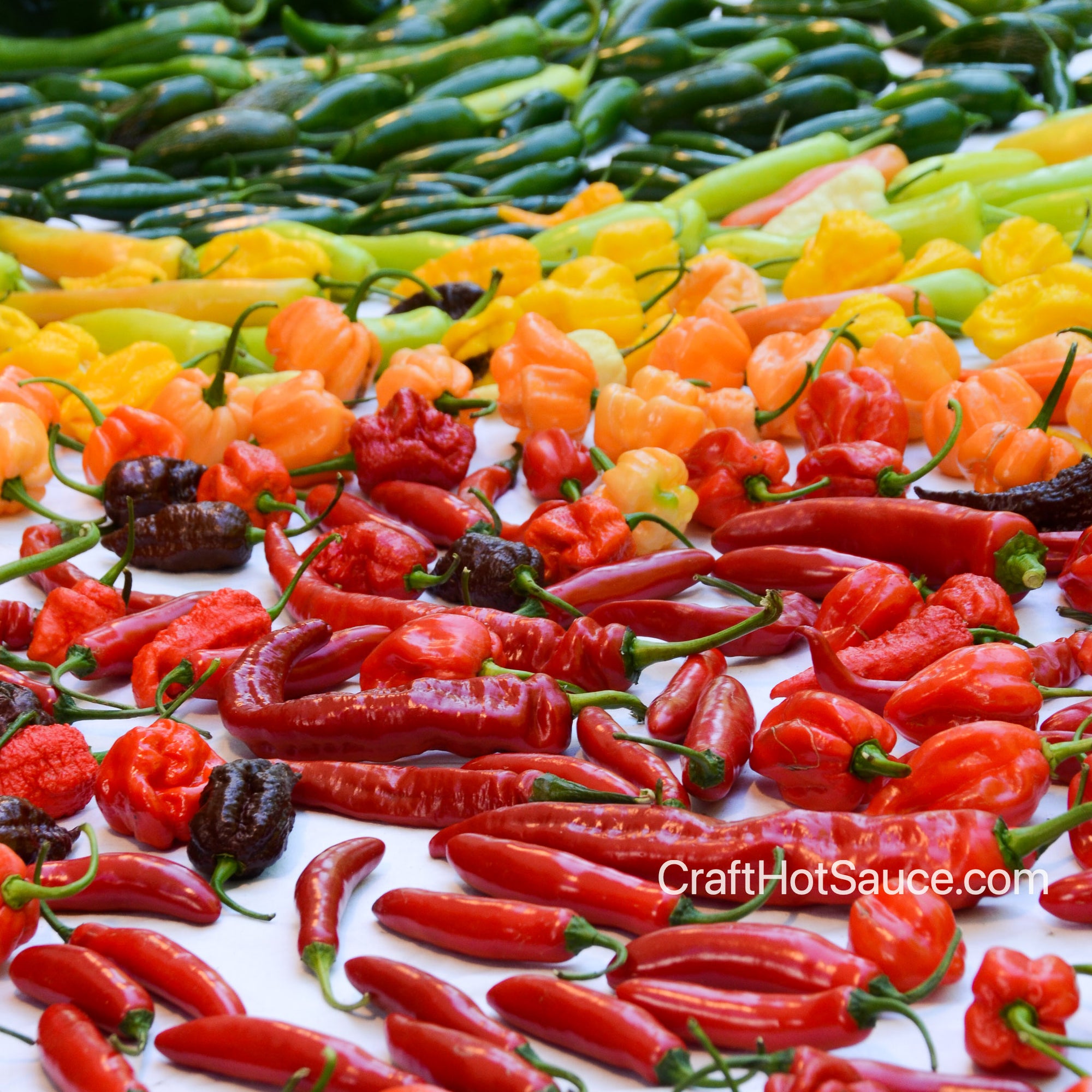 scoville scale for hot chili peppers