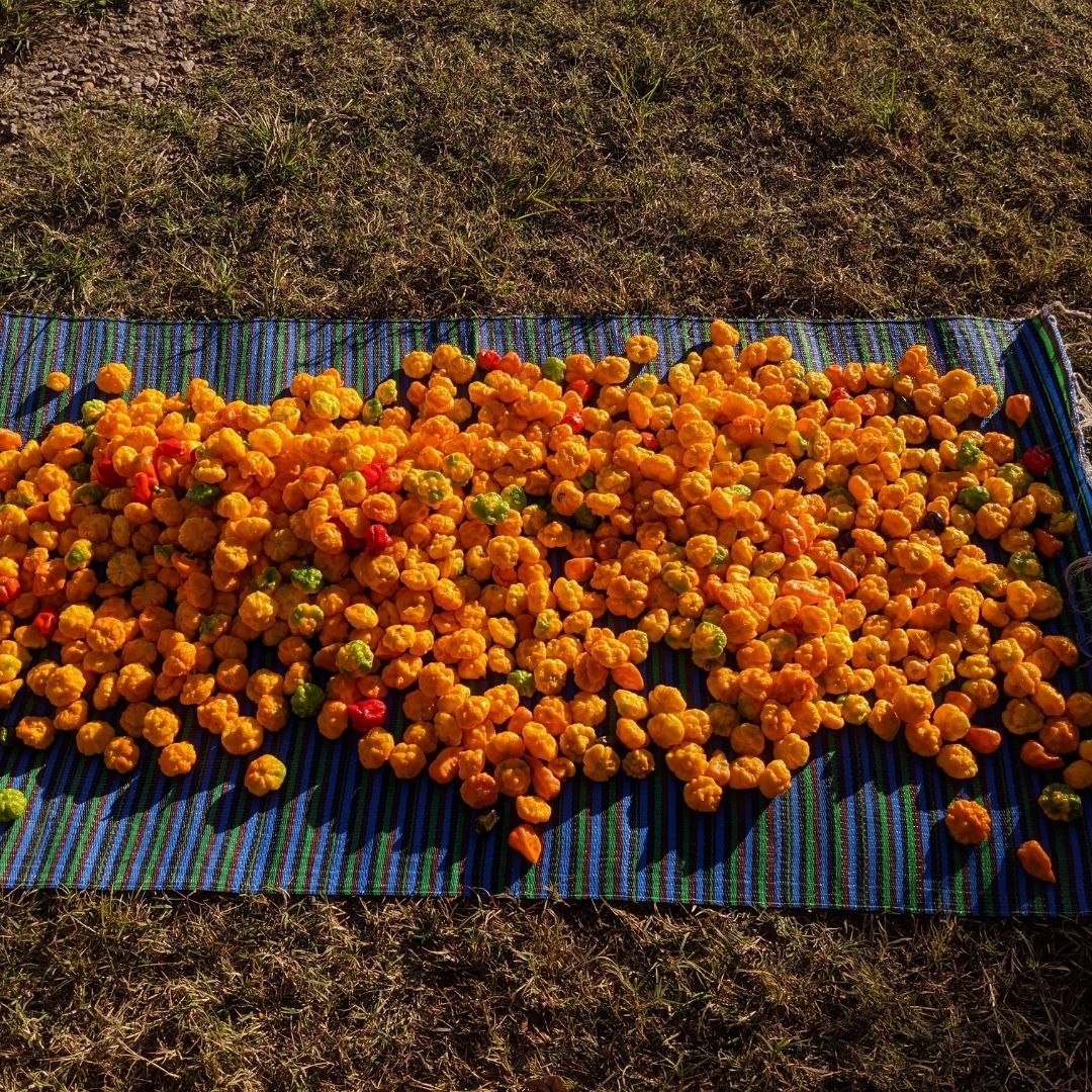 trini pepper sauce scotch bonnet