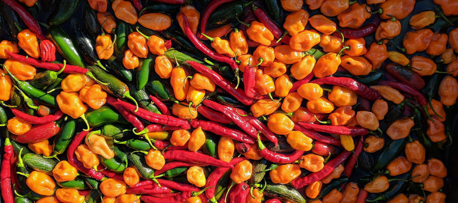 craft hot sauce pepper harvest