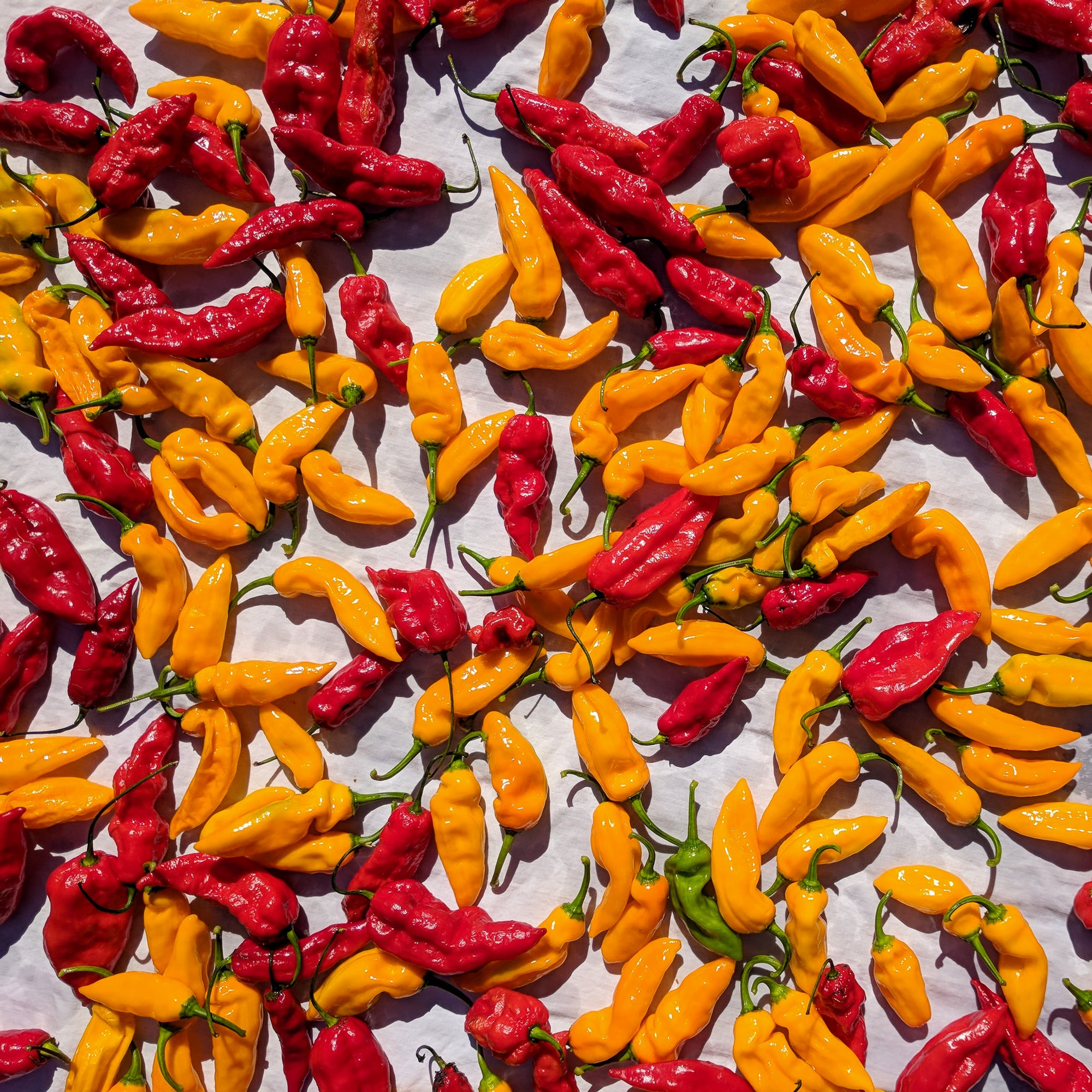 ghost-peppers-drying