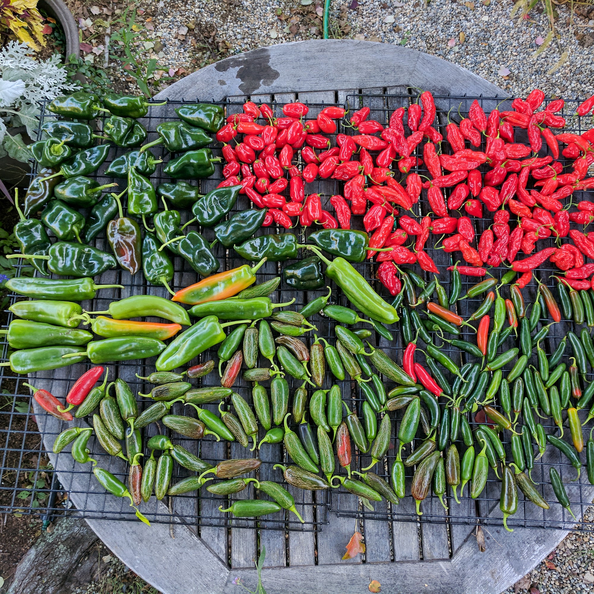 peppers for hot sauce recipe